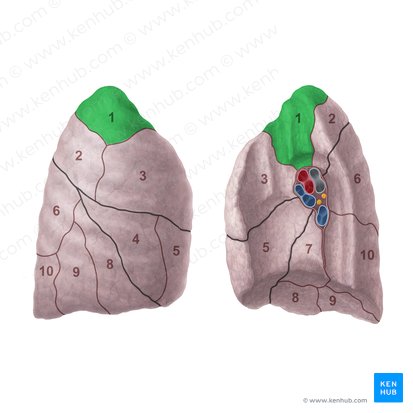 Segmento apical do pulmão direito (Segmentum apicale pulmonis dextri); Imagem: Paul Kim