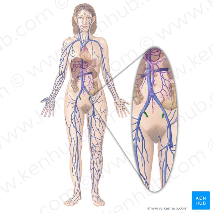 Vena iliaca interna (Innere Beckenvene); Bild: Begoña Rodriguez