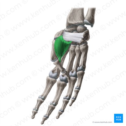 Musculus flexor pollicis brevis (Kurzer Daumenbeuger); Bild: Yousun Koh