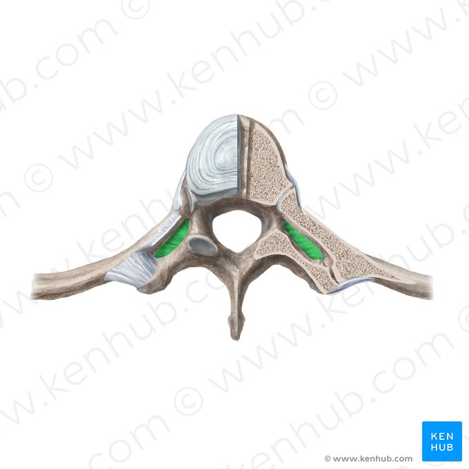 Ligament costotransversaire supérieur (Ligamentum costotransversarium); Image : Begoña Rodriguez