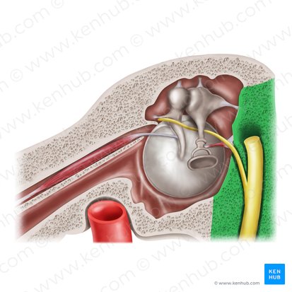 Mastoid wall of tympanic cavity (Paries mastoideus cavitatis tympani); Image: Mao Miyamoto