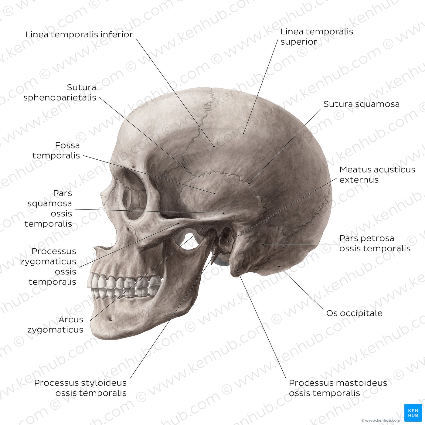02 Anatomie Sch del Allgemeiner berblick PMCWF
