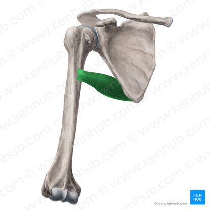 Teres major muscle (Musculus teres major); Image: Yousun Koh