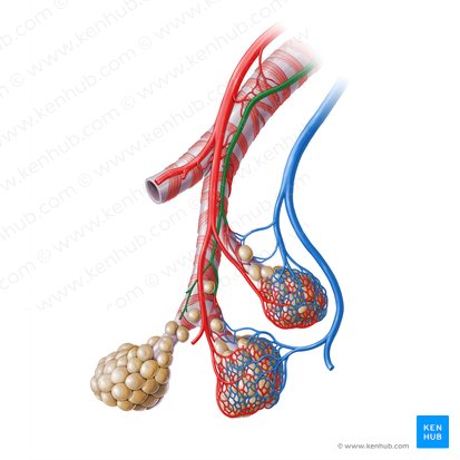 Arteria bronquial (Arteria bronchialis); Imagen: Paul Kim