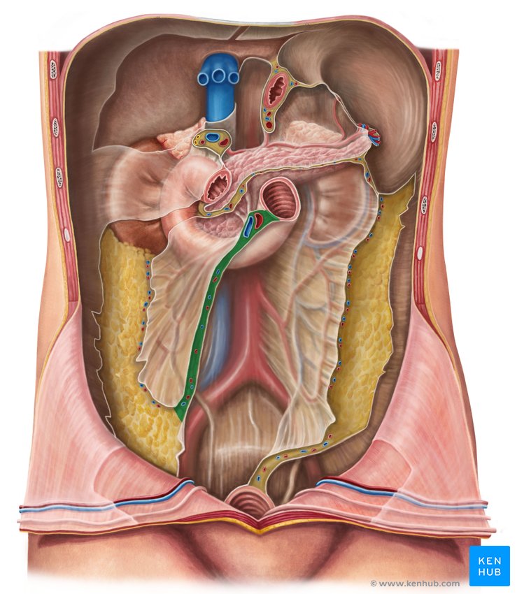 Root of the mesentery - ventral view