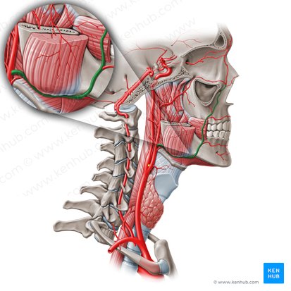 Facial artery (Arteria facialis); Image: Paul Kim