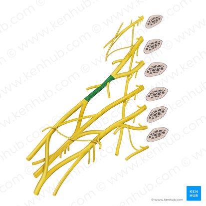 Truncus superior plexus brachialis (Oberer Stamm des Armgeflechts); Bild: Begoña Rodriguez