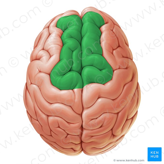 Superior frontal gyrus (Gyrus frontalis superior); Image: Paul Kim