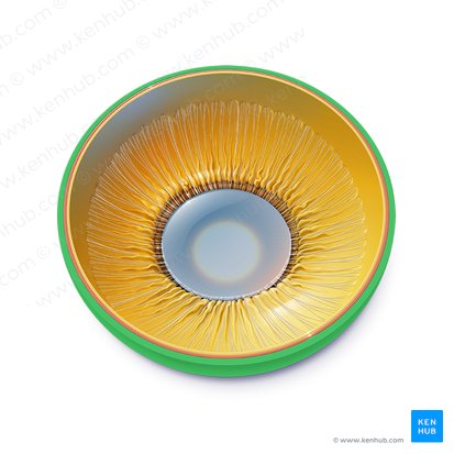 Esclera (Sclera); Imagem: Paul Kim