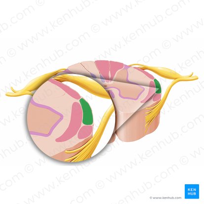 Anterior spinocerebellar tract (Tractus spinocerebellaris anterior); Image: Paul Kim
