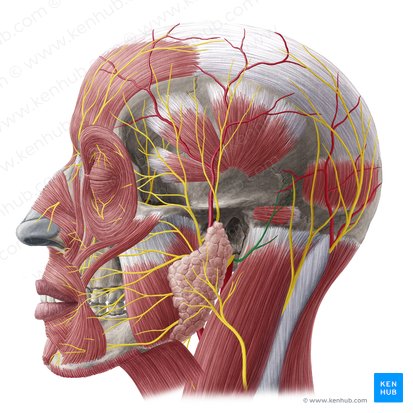Nervio auricular posterior (Nervus auricularis posterior); Imagen: Yousun Koh