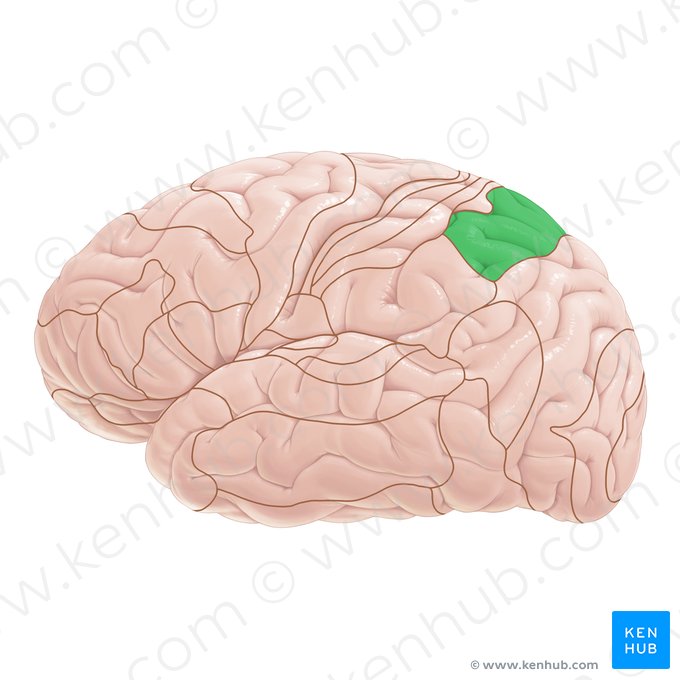 Área 7 de Brodmann (Area Brodmann 7); Imagem: Paul Kim