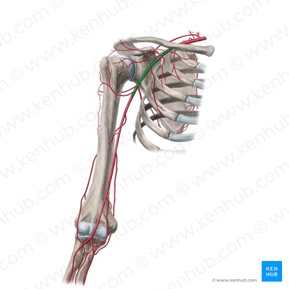 Axillary artery (Arteria axillaris); Image: Yousun Koh