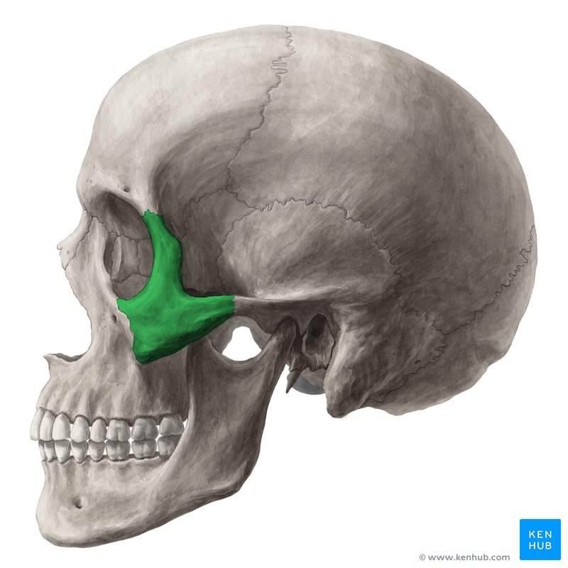 Zygomatic bone (Os zygomaticum)