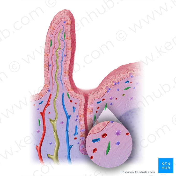 Fibroblastus (Fibroblast); Bild: Paul Kim