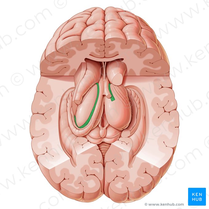 Plexo coroideo del ventrículo lateral (Plexus choroideus ventriculi lateralis); Imagen: Paul Kim