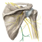 Thoracodorsal nerve