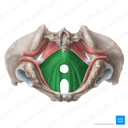 Músculo levantador do ânus (Musculus levator ani); Imagem: Liene Znotina