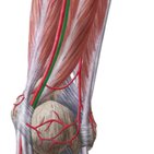 Tibial nerve