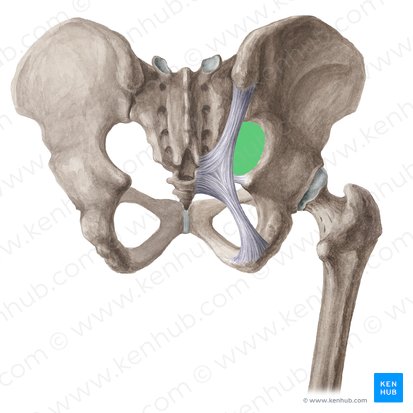 Greater sciatic foramen (Foramen ischiadicum majus); Image: Liene Znotina