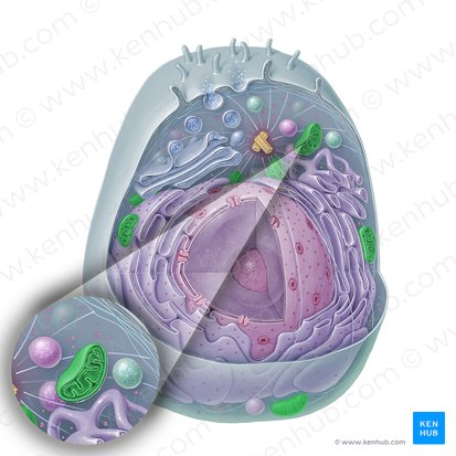 Mitocondria (Mitochondrion); Imagen: Paul Kim