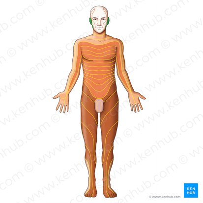 C2 dermatome (Dermatoma C2); Image: Irina Münstermann