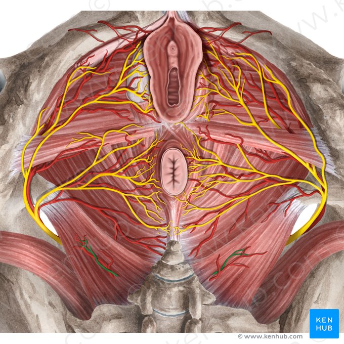 Nervo anococcígeo (Nervus anococcygeus); Imagem: Rebecca Betts