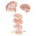 Somatosensory pathways