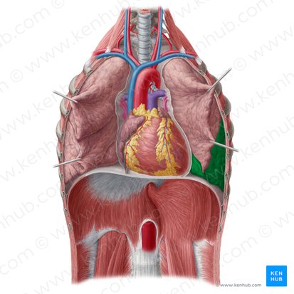 Lobo inferior do pulmão esquerdo (Lobus inferior pulmonis sinistri); Imagem: Yousun Koh