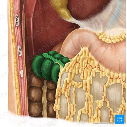 Colon transversum (Querverlaufender Dickdarm); Bild: Irina Münstermann