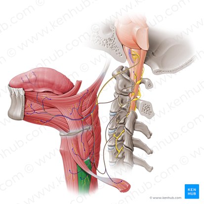 Músculo esternotireóideo (Musculus sternothyroideus); Imagem: Paul Kim