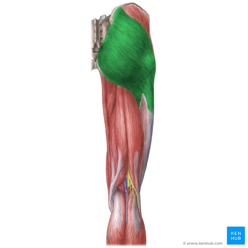 Músculo glúteo mayor (Musculus gluteus maximus)