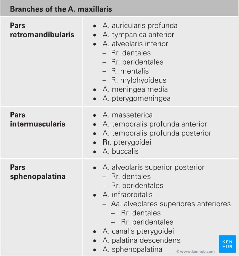 Sobotta Atlas of Human Anatomy - Sample table