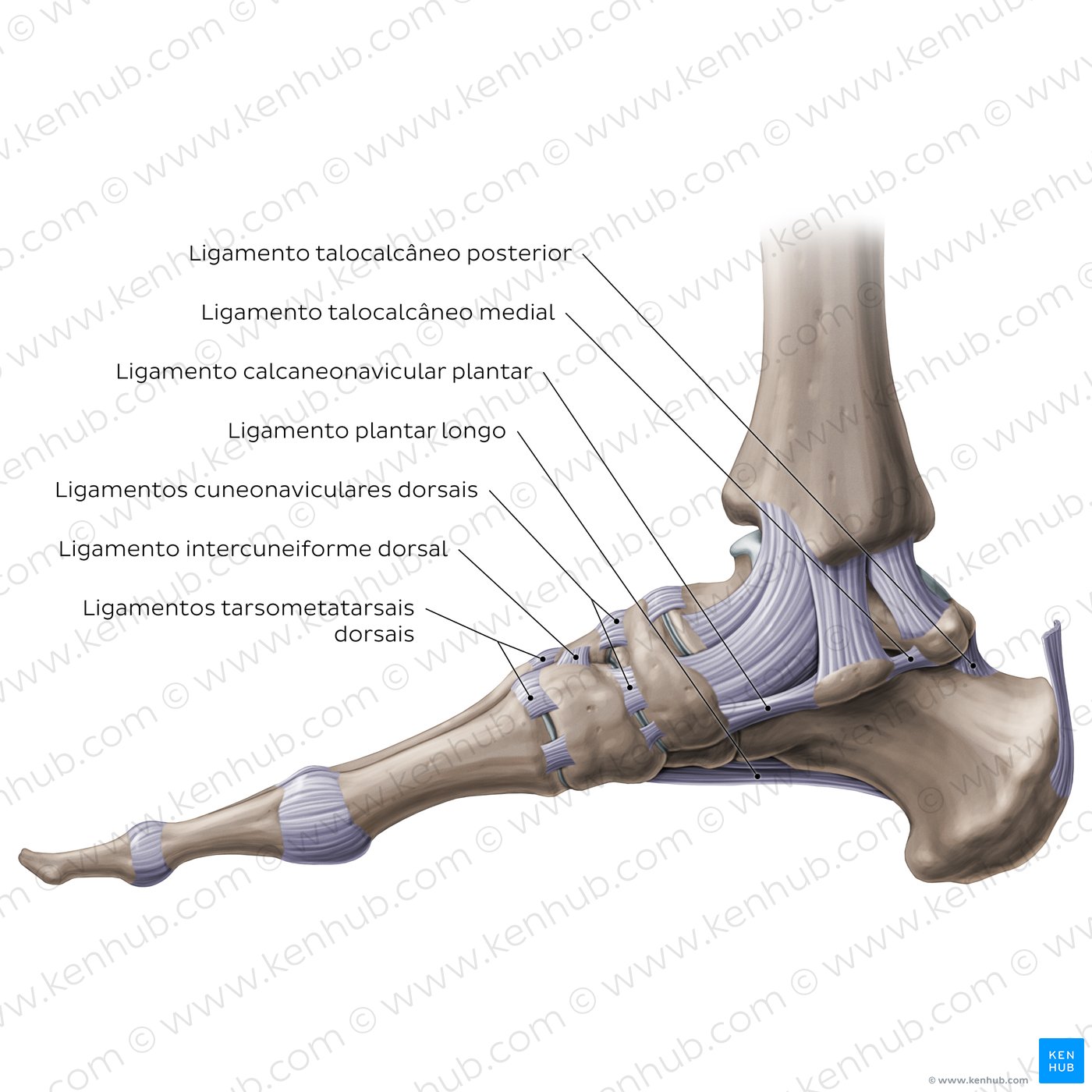 Anatomia da articulação do tornozelo
