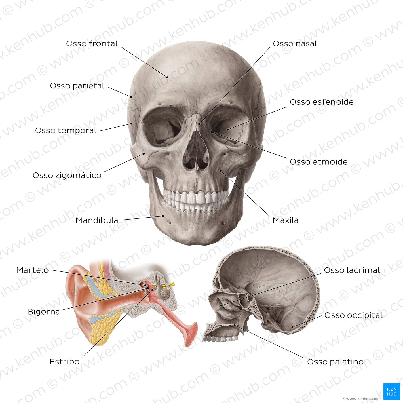 Estruturas do crânio nomeadas - vista anterior