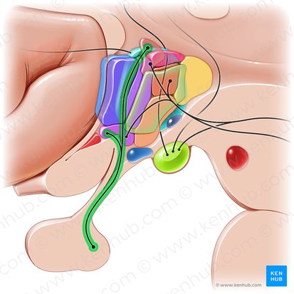 Hypothalamohypophyseal tract (Tractus hypothalamohypophysialis); Image: Paul Kim