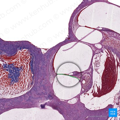 Lamina basilaris ducti cochlearis (Basilarmembran des Schneckengangs); Bild: 