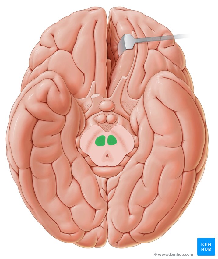 Red nucleus