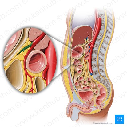Middle colic artery (Arteria colica media); Image: Paul Kim