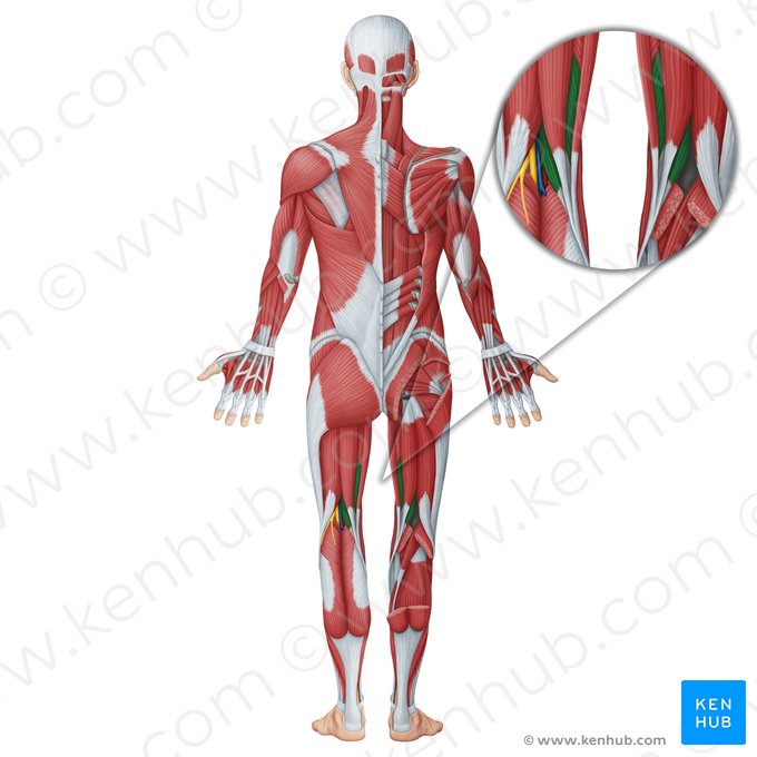 Músculo semimembranáceo (Musculus semimembranosus); Imagem: Irina Münstermann