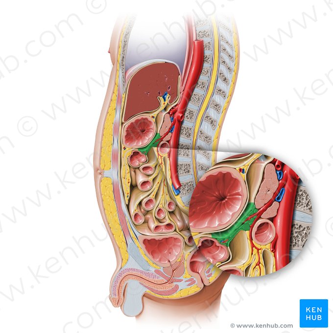 Transverse mesocolon (Mesocolon transversum); Image: Paul Kim