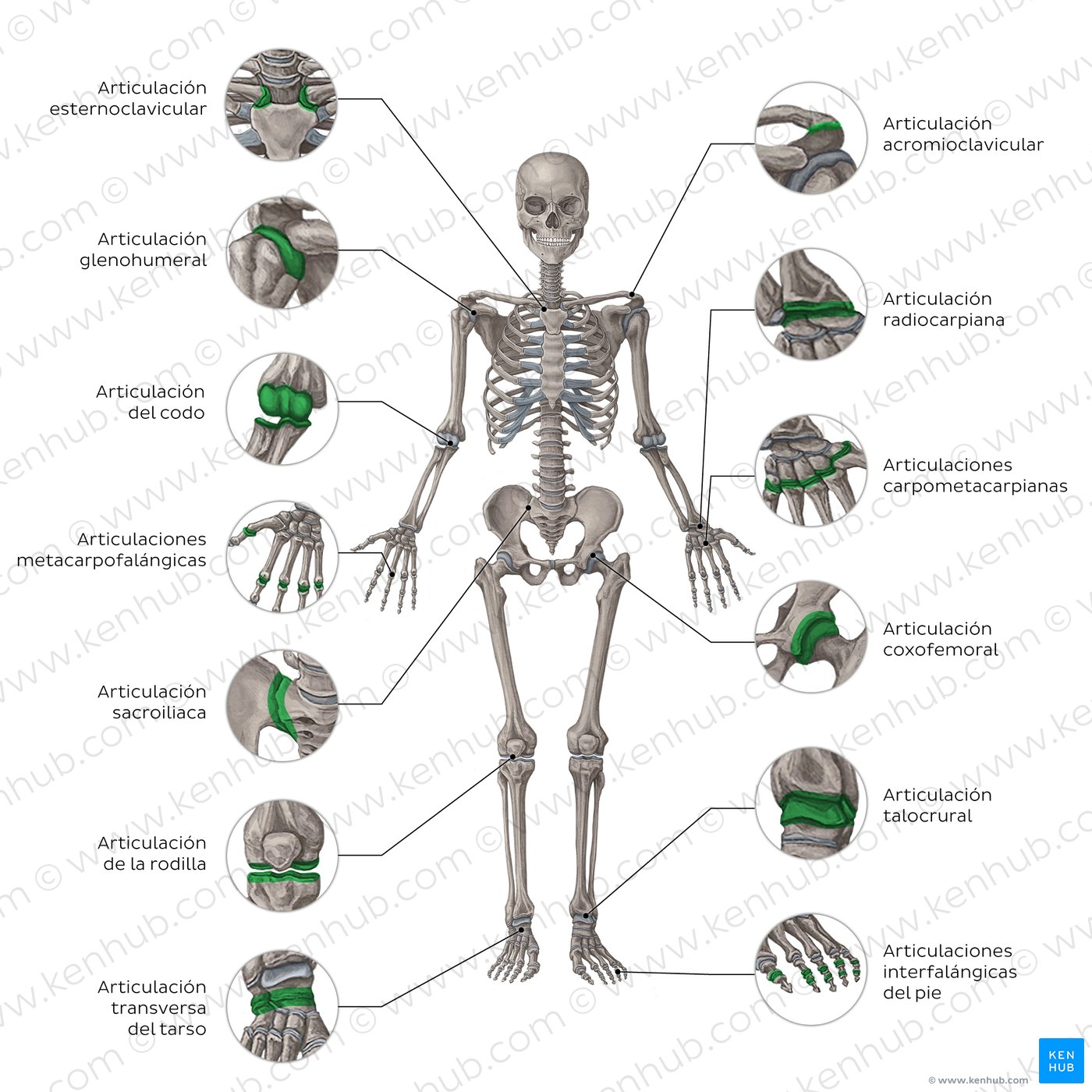 Principales articulaciones del cuerpo humano