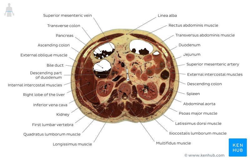 Cross section of the abdomen through L1: Axial view