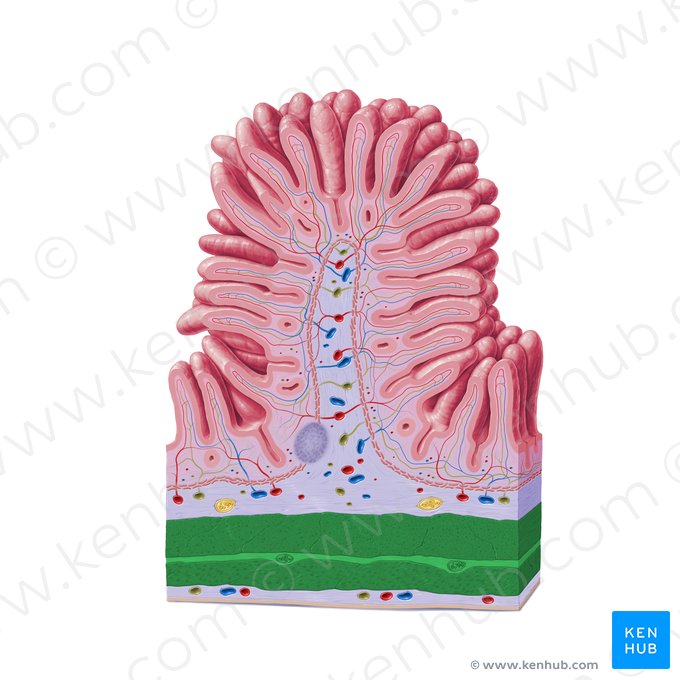 Muscular coat (Tunica muscularis); Image: Paul Kim