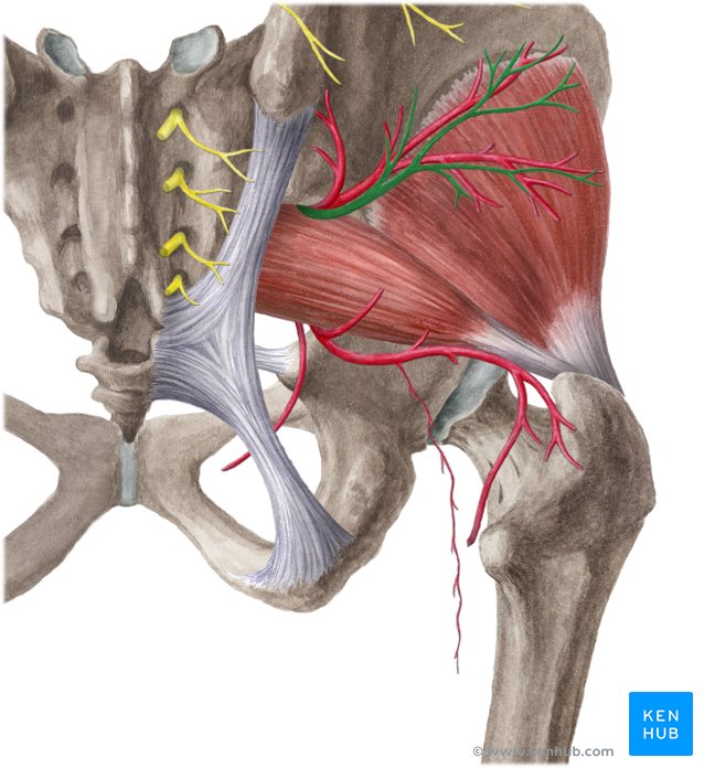 Nervo glúteo superior (vista dorsal)