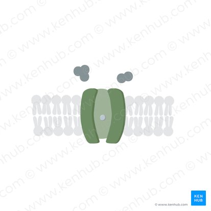 Leakage ion channels; Image: Tal Bavli Ziv