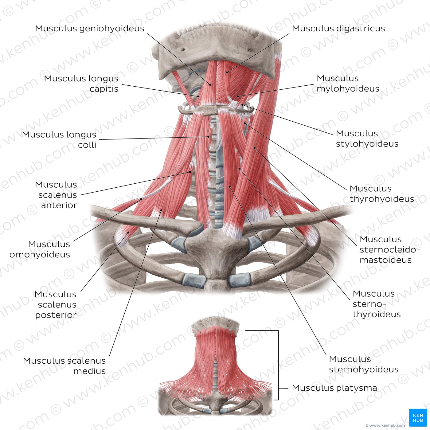 Muskeln der vorderen Halsregion