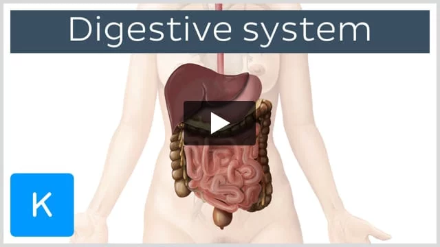 Small Intestine: Function, anatomy & Definition