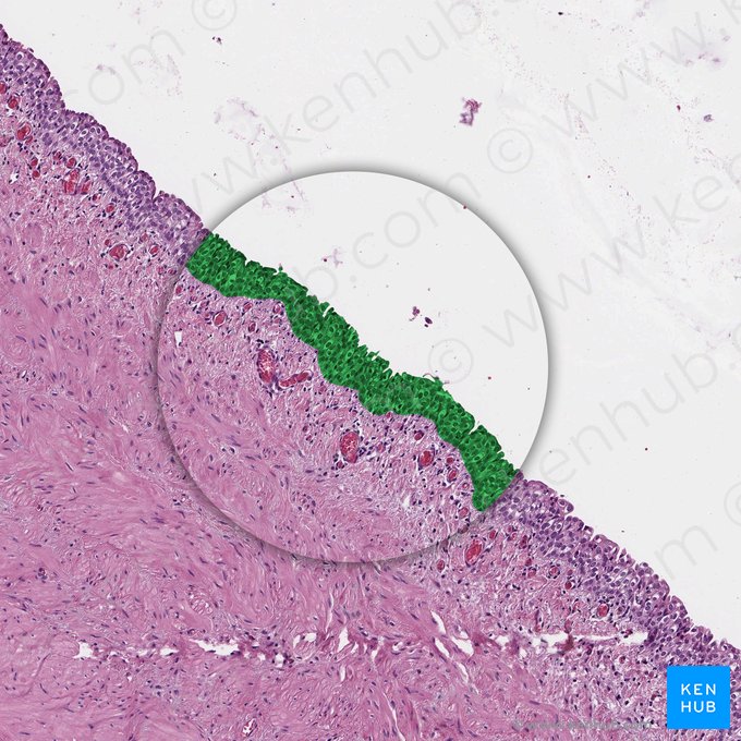 Urotélio (Urothelium); Imagem: 