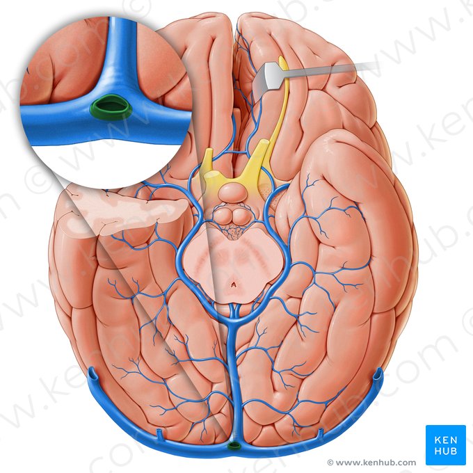 Seio occipital (Sinus occipitalis); Imagem: Paul Kim